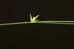 Appalachian sedge